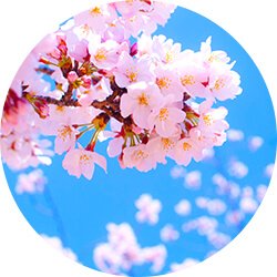 お花見ランチ
